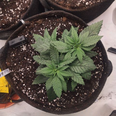 Lord Kush growlog timeline photo