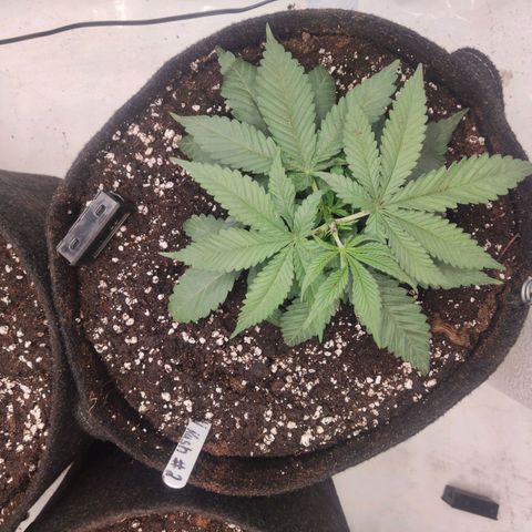 Lord Kush growlog timeline photo