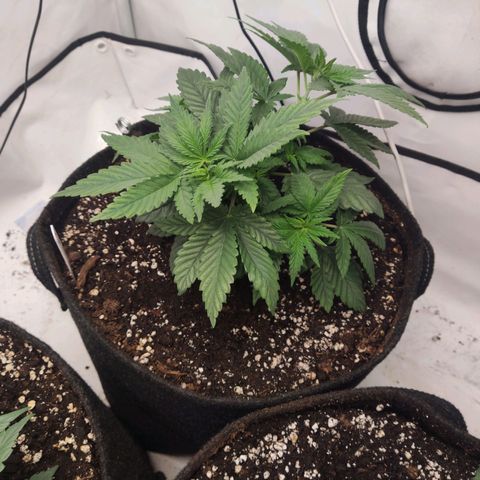 Lord Kush growlog timeline photo