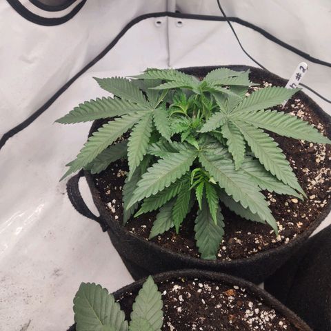 Lord Kush growlog timeline photo