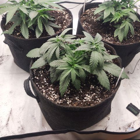 Lord Kush growlog timeline photo