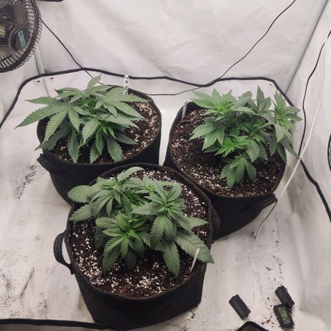 Lord Kush growlog timeline photo