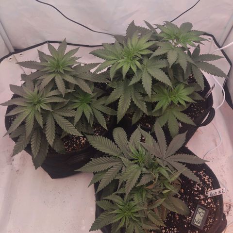 Lord Kush growlog timeline photo
