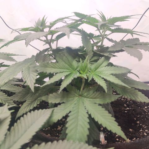 Lord Kush growlog timeline photo