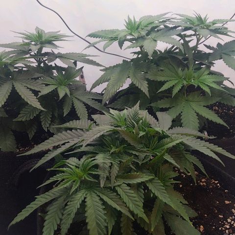 Lord Kush growlog timeline photo