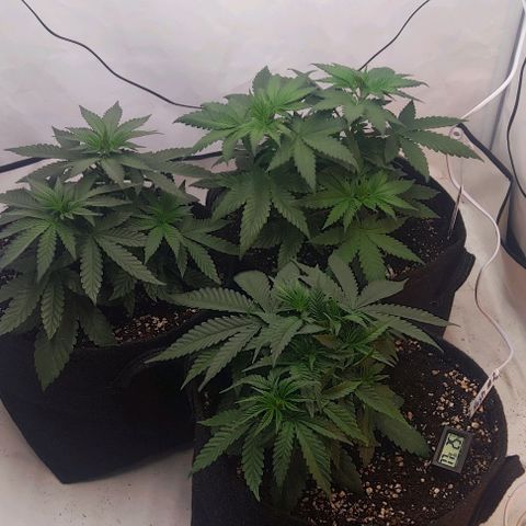 Lord Kush growlog timeline photo