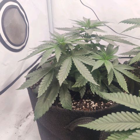 Lord Kush growlog timeline photo
