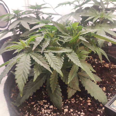 Lord Kush growlog timeline photo