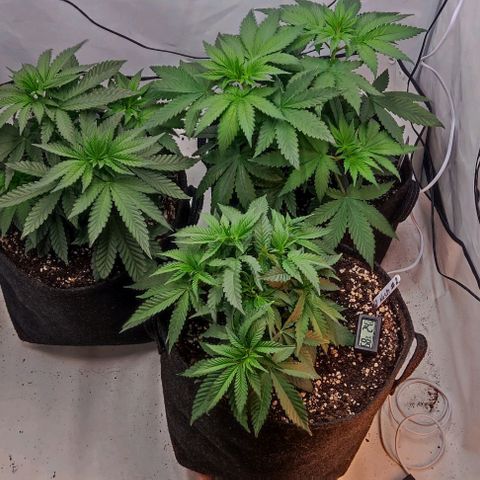 Lord Kush growlog timeline photo