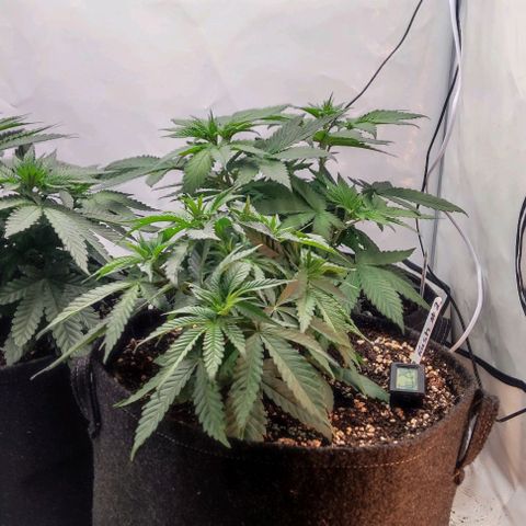 Lord Kush growlog timeline photo