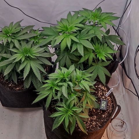 Lord Kush growlog timeline photo