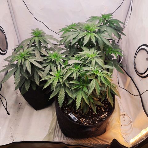 Lord Kush growlog timeline photo