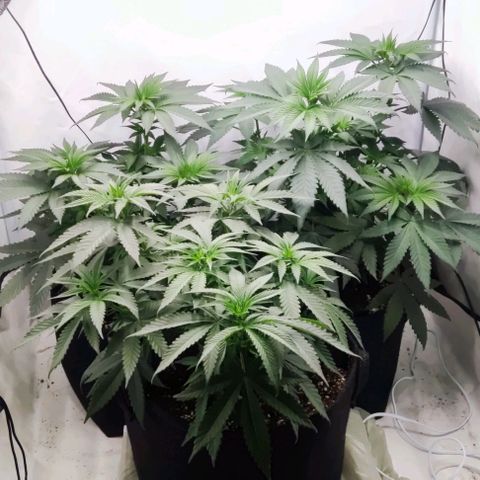 Lord Kush growlog timeline photo