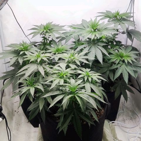 Lord Kush growlog timeline photo
