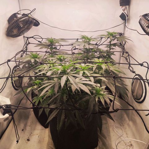 Lord Kush growlog timeline photo