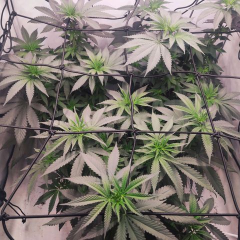Lord Kush growlog timeline photo