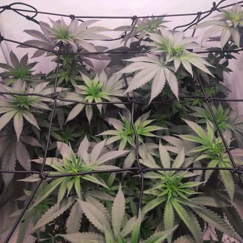 Lord Kush growlog timeline photo