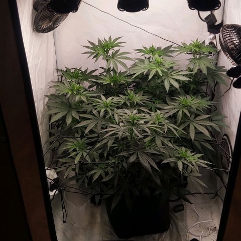 Lord Kush growlog timeline photo