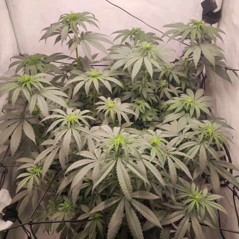 Lord Kush growlog timeline photo