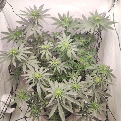 Lord Kush growlog timeline photo