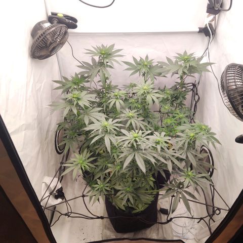 Lord Kush growlog timeline photo
