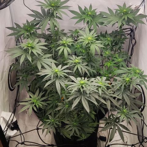 Lord Kush growlog timeline photo