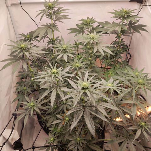 Lord Kush growlog timeline photo