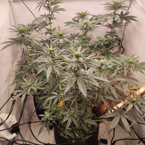 Lord Kush growlog timeline photo