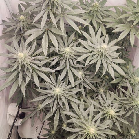 Lord Kush growlog timeline photo