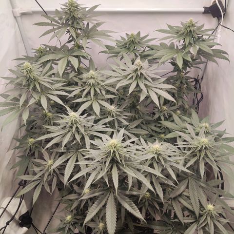 Lord Kush growlog timeline photo