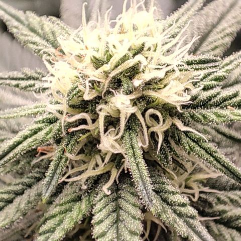 Lord Kush growlog timeline photo