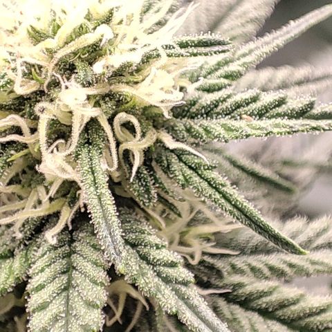 Lord Kush growlog timeline photo