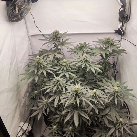 Lord Kush growlog timeline photo