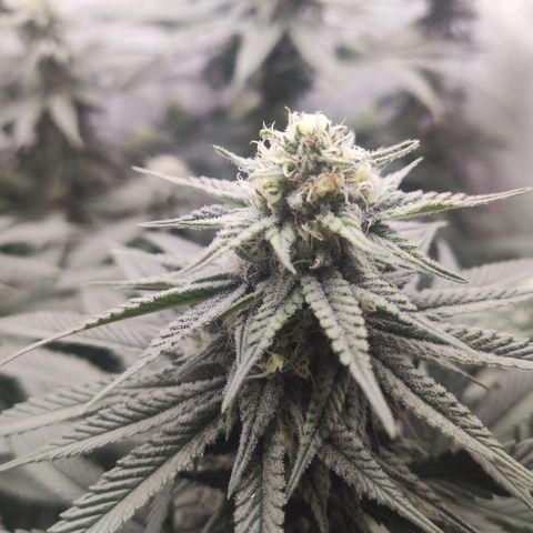 Lord Kush growlog timeline photo