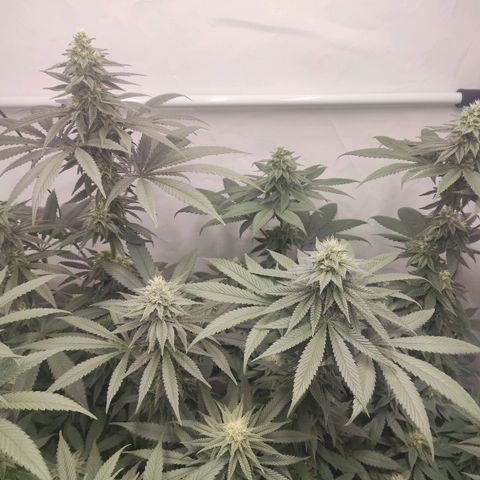 Lord Kush growlog timeline photo