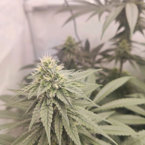 Lord Kush growlog timeline photo