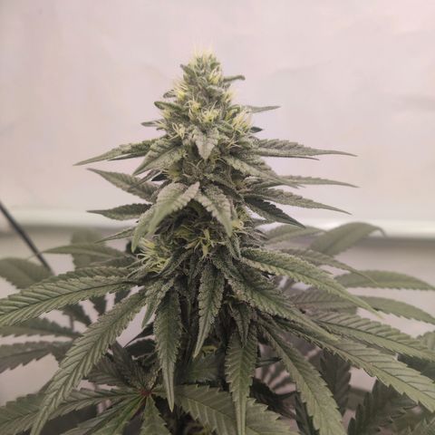 Lord Kush growlog timeline photo