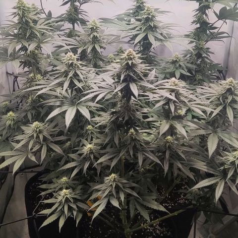Lord Kush growlog timeline photo