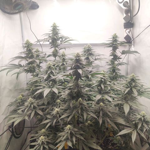 Lord Kush growlog timeline photo