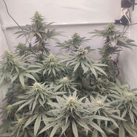 Lord Kush growlog timeline photo