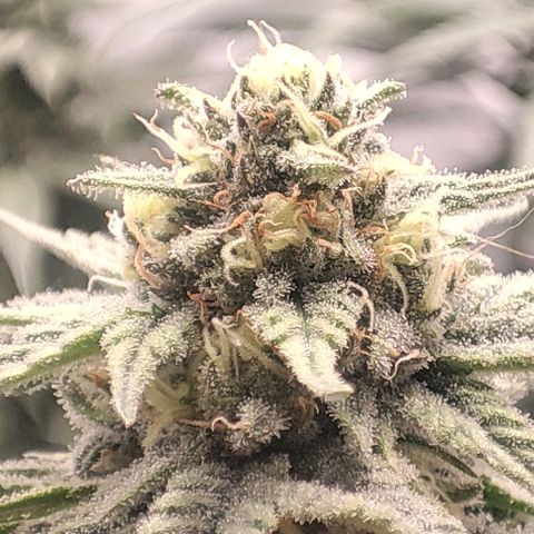 Lord Kush growlog timeline photo