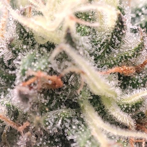 Lord Kush growlog timeline photo