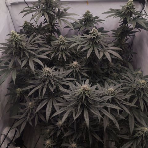 Lord Kush growlog timeline photo