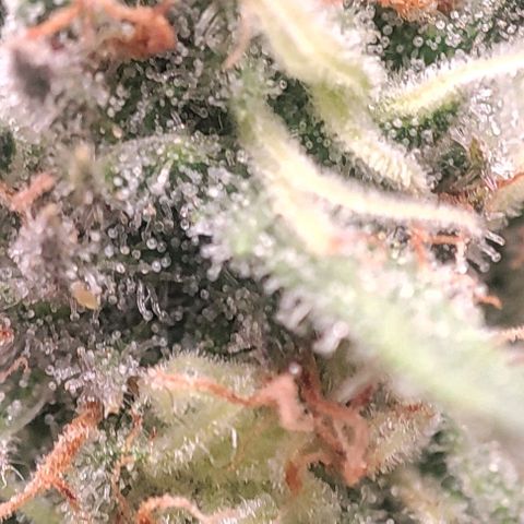 Lord Kush growlog timeline photo