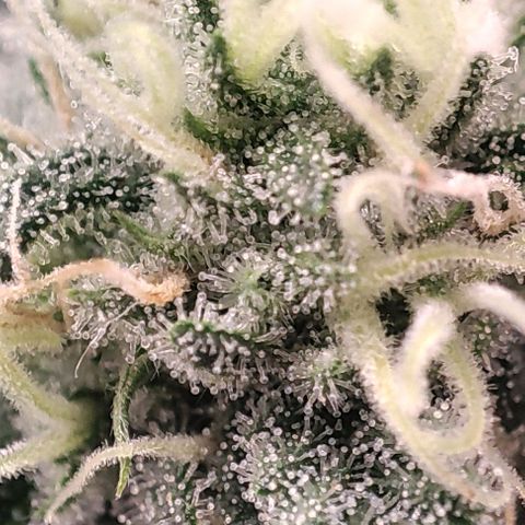 Lord Kush growlog timeline photo