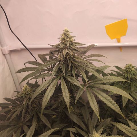 Lord Kush growlog timeline photo