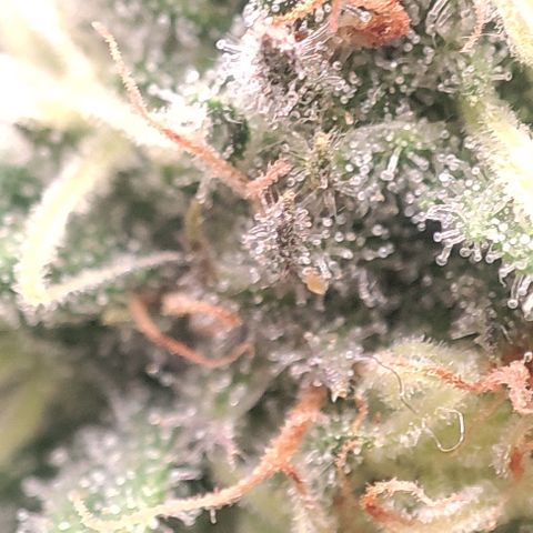 Lord Kush growlog timeline photo