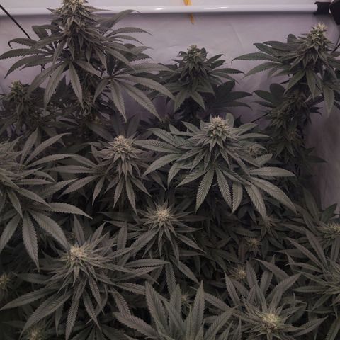 Lord Kush growlog timeline photo