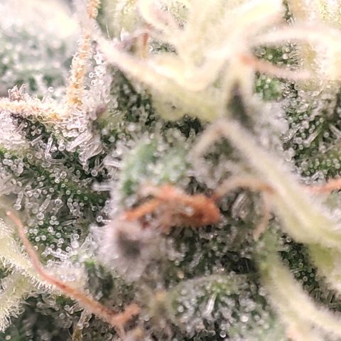 Lord Kush growlog timeline photo