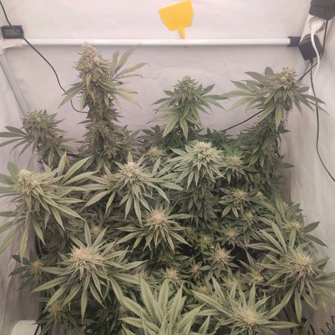 Lord Kush growlog timeline photo